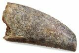 Serrated Raptor Tooth - Feeding Worn Tip #376514-1